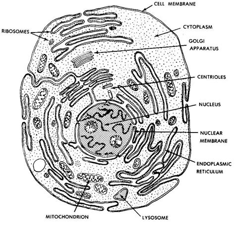 01. Introduction and Terminology | Basic Human Anatomy