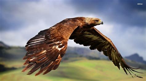 Golden Eagle Wallpapers - Wallpaper Cave