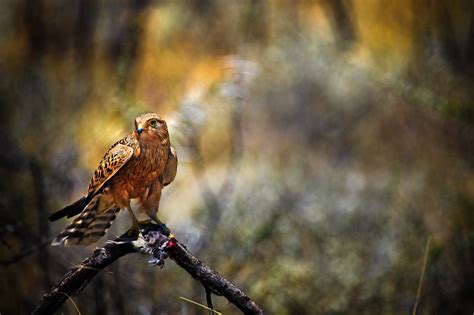 Bird Predator Prey Falcon Hawk HD Wallpaper Wallpaper | Full HD ...