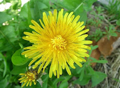 Common Garden Weeds Identification