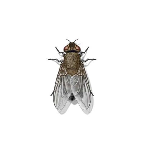 Cluster Fly | Active Pest Control - Pest Control and Exterminator Services