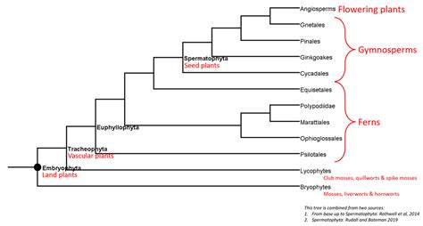 Evolution of land plants