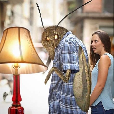 Moth Memes Are Here And They Are Hilarious