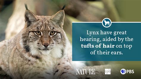 Eurasian Lynx Habitat