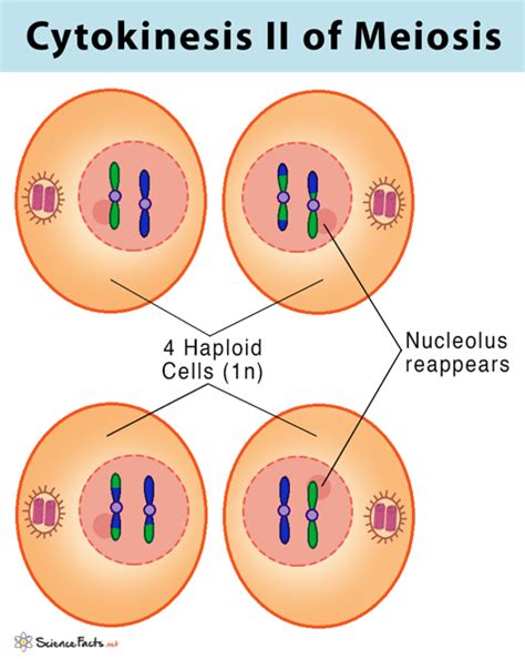 Meiosis: Definition, Stages, & Purpose with Diagram