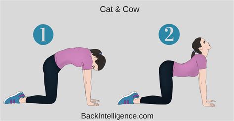 16+ Cat Cow Breathing Yoga | Yoga Poses