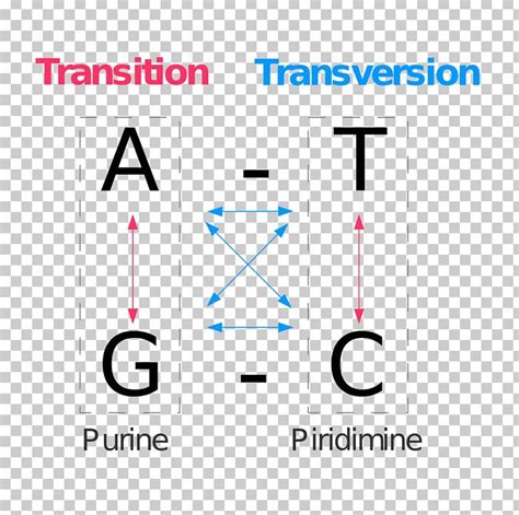 Point Mutation Transversion Transition Genetics PNG, Clipart, Amino ...