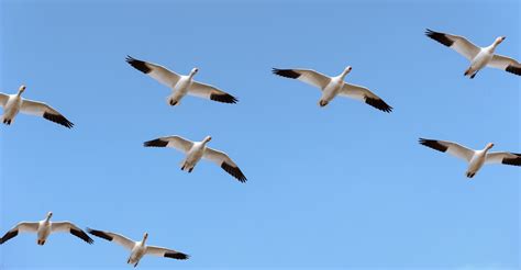 Snow Geese in the Skagit Valley - Damian Vines Photography