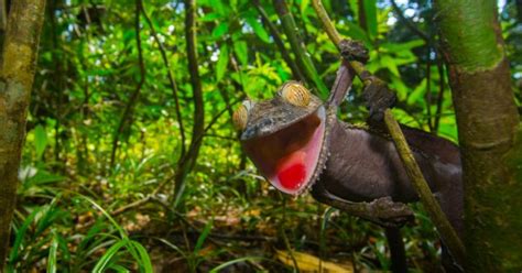 How to Photograph Rainforest Wildlife - Nature TTL