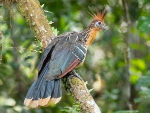 Hoatzin Facts, Habitat, Diet, Adaptations, Pictures