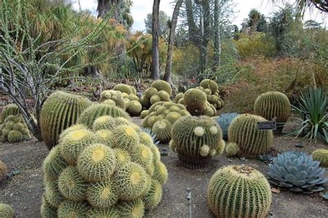 Top 5 Most Mysterious Desert Plants In The World - ALLRefer