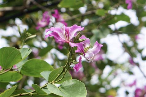 How to Grow and Care for Hong Kong Orchid Tree