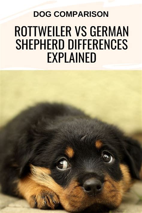 Rottweiler vs German Shepherd: Key Differences