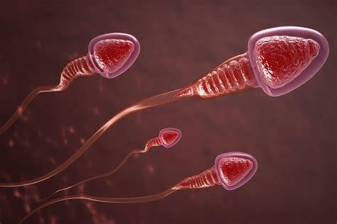 Scientists grow sperm cells in a lab for first time