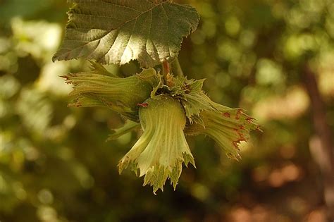 Hazelnut Bush Free Photo Download | FreeImages