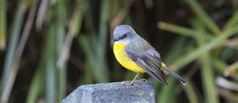 The Birds, Animals and Plants of Springbrook Mountain