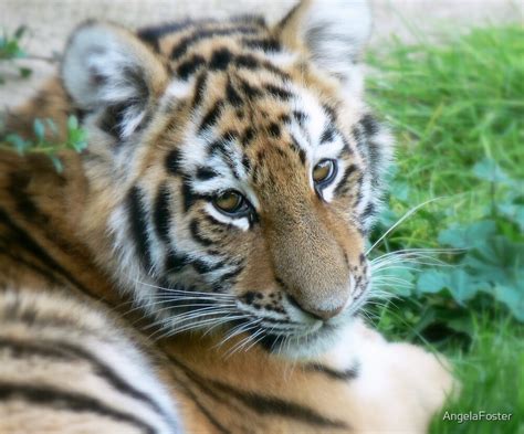 "siberian tiger cub" by AngelaFoster | Redbubble