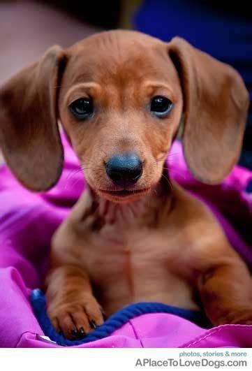 Sweet baby weiner dog :) | Doxie Love | Pinterest