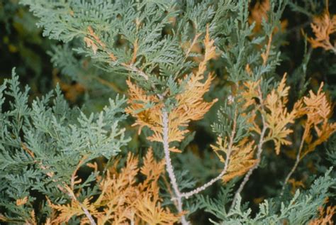 Arborvitae Dying | Arbor Tool Galleries