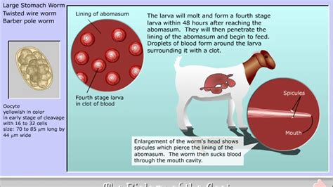 Life cycle of Haemonchus contortus - the Barber Pole worm - YouTube