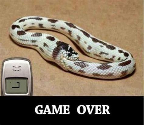 Game Over - Funny Images & Photos