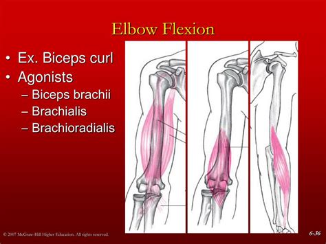 PPT - Chapter 6 The Elbow and Radioulnar Joints PowerPoint Presentation ...