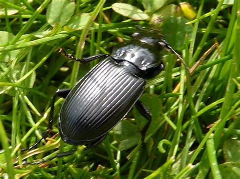 Black Ground Beetle - Pterostichus melanarius 1e | A black g… | Flickr