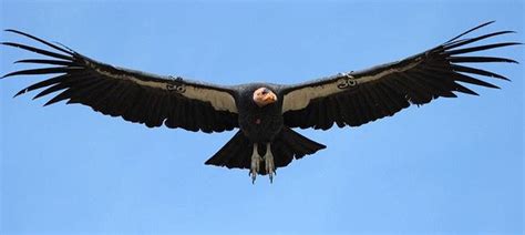 Grand Canyon Condors Still Imperiled by Lead - Rewilding