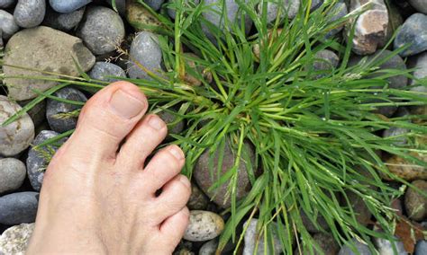 Crabgrass: Get Rid Of This Weed For Good - Epic Gardening