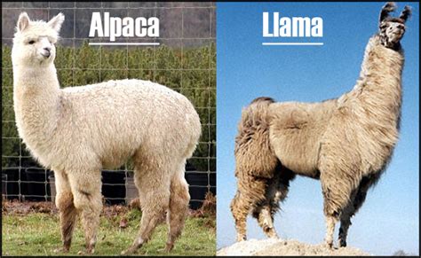 Llamas vs. Alpacas - Pets & Animals Forum - Neoseeker Forums