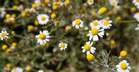 Camomile plants: from pretty flowers to homegrown tea - Los Angeles Times