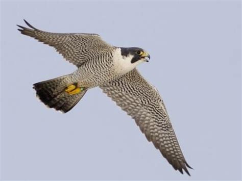 Peregrine Falcon | Celebrate Urban Birds