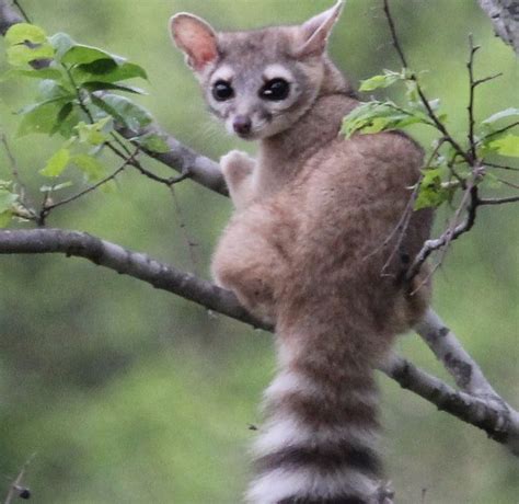 RINGTAIL or Ring-Tailed Cat - raccoon family (Katfret) | Animals wild, Cute baby animals, Cute ...