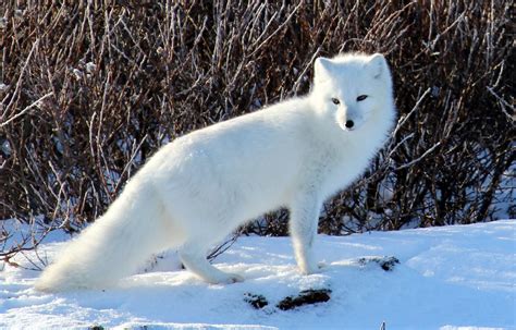 Life In The North: Arctic Animals