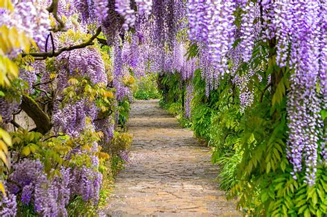 PURPLE WISTERIA, flower, fence, glycine, wisteria, HD wallpaper | Peakpx