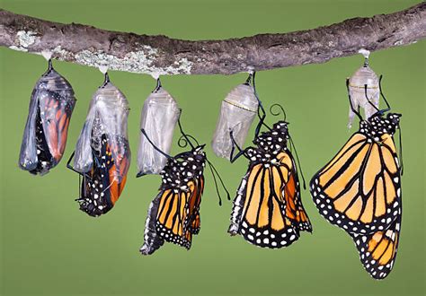 14,100+ Butterfly Cocoon Stock Photos, Pictures & Royalty-Free Images - iStock