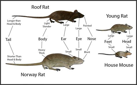 Norway Rat - PCS Pest Control Services Gulf Islands