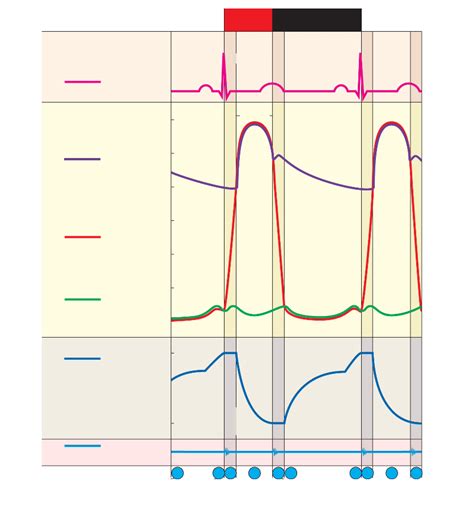 Wigger's Diagram Diagram | Quizlet