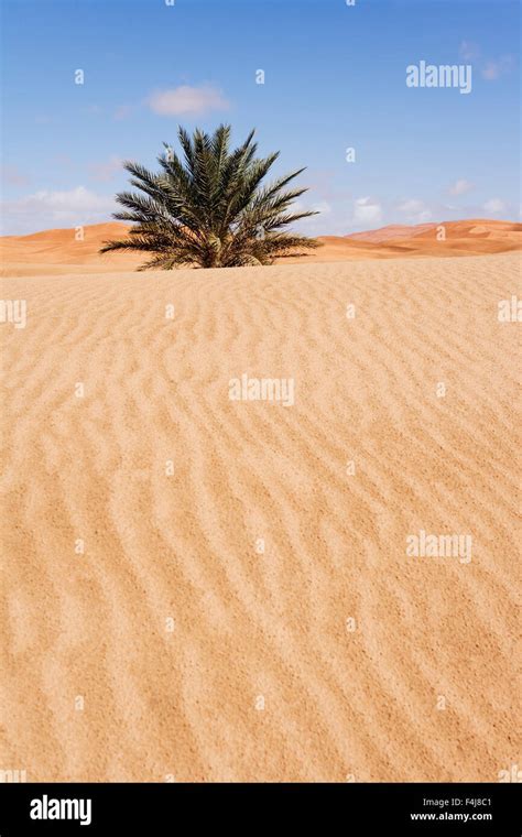 Palm trees in the desert Stock Photo - Alamy