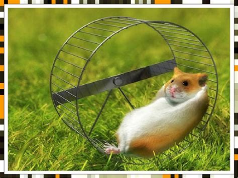 Create meme "hamster wheel, hamster, hamster" - Pictures - Meme-arsenal.com