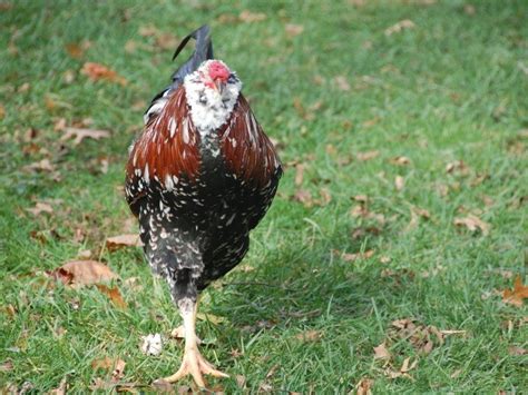 Russian Orloff Chicken Breed Guide - Eco Peanut