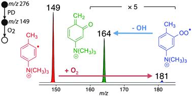 Hydroxyl radical formation in the gas phase oxidation of distonic 2 ...