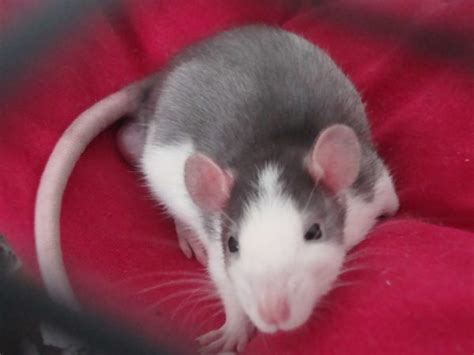 Breeds, varieties and colors of domestic rats, photos and names