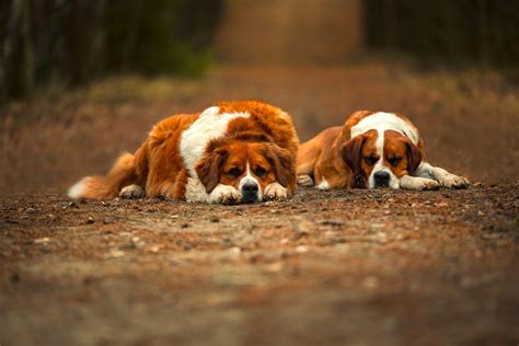 14 races de chiens les plus calmes - Boutique chien