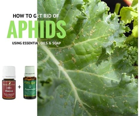 How To Get Rid of Aphids - Keeper of the Kitchen