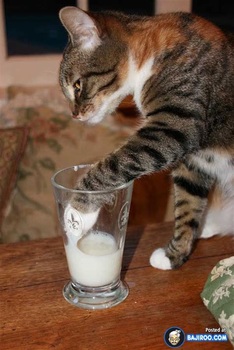 Funny Cats Drinking Milk (14 Pictures) | Cat drinking, Cat colors ...