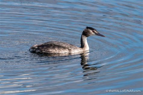 Great Crested Grebe – forty years ago in my nature notebooks – David at ...