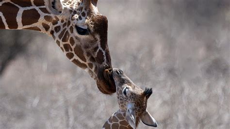 🔥 [50+] Baby Giraffe Wallpapers | WallpaperSafari