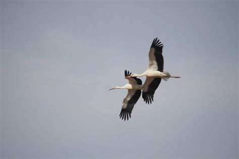 White storks found to be altering migration patterns due to human environmental changes