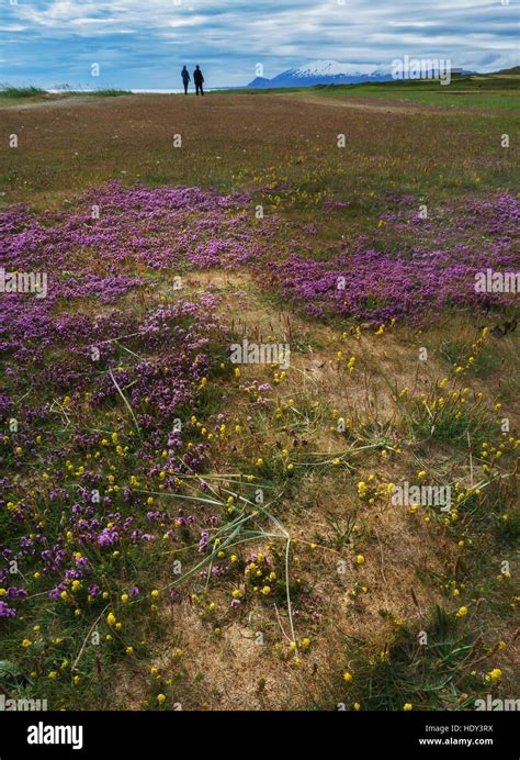 Wildflowers-Moss Campion with Snaefellsjokull Glacier in the background ...